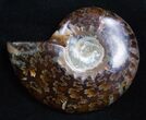 Inch Polished Ammonite From Madagascar #2255-1